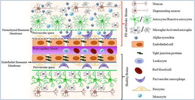 Alpha-Synuclein in the Regulation of Brain Endothelial and Perivascular Cells: Gaps and Future Perspectives